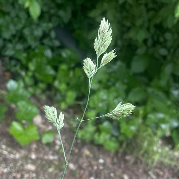 Cock's-foot (Dactylis glomerata)